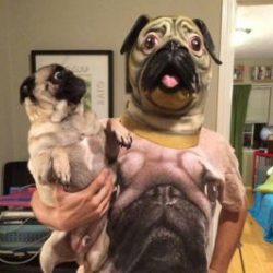 musicdog