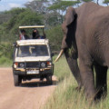 Kiboko Safaris