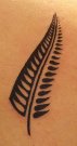 kiwi4