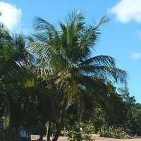 domiri