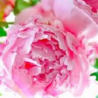 peony345