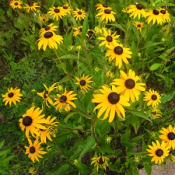 semajosa