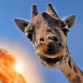 lagirafe