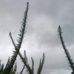 rafafa