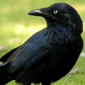 Crow85