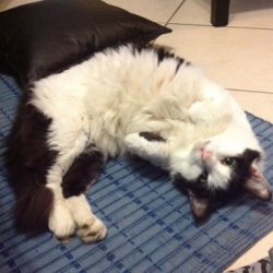 PrishCat