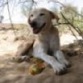 DesertDog