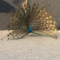 Peacocks For Sale