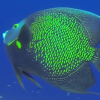 scuba06600