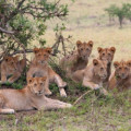 Tai Safaris