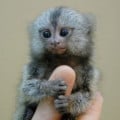 tinymonkey