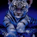 Small Tiger Blu