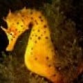 seahorse