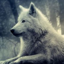 BeWolf