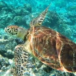 Tahitijade