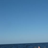 jackelisee