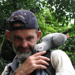 GreyAfrican