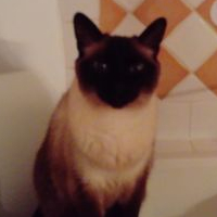 CatRey