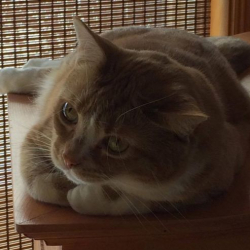 petitefleure