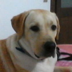 Nome utente già in uso