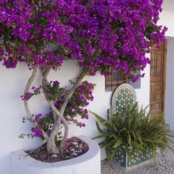 Cheherazade