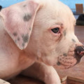 AmericanBulldog