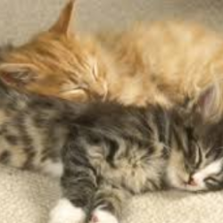 kittens3523