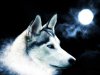 loup_blanc
