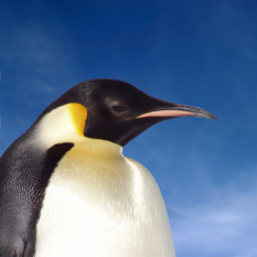 EmperorPenguin