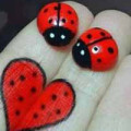 ladybird_UK