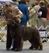 Newfie 11