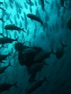 scubaworld
