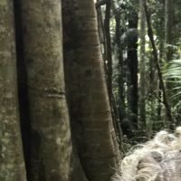 Australianfamily