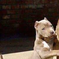 Pedr guerta Hernández