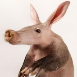 AaronAardvark