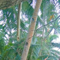 Mary Grace E. Pening