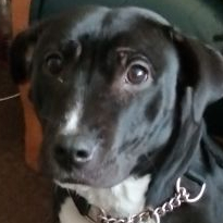 Munchkin120268