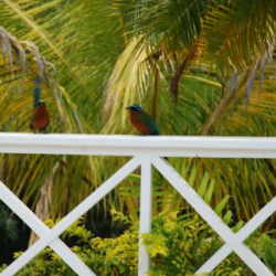 hummingbird-retreats