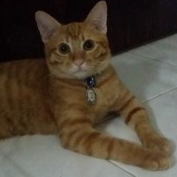 Nur Zainal