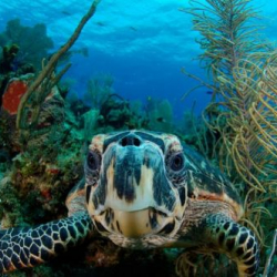 VoyagerSirene