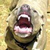 pitbubull