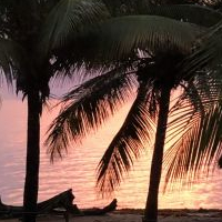 Mangos & Mangroves