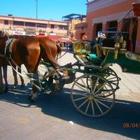 Cherine Lina87