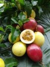 Pomme-liane