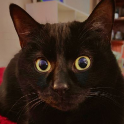 felinecattus