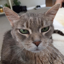 Mahja