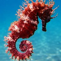 seahorses