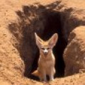 feNNec