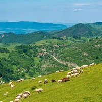 MountainLife