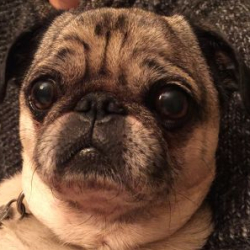 realfitpug4life